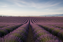 Load image into Gallery viewer, Soy Wood Wick Candle in glass container